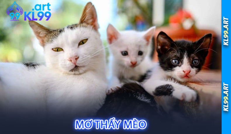 Mơ thấy mèo tại 9ki Mơ thấy mèo tại 9ki