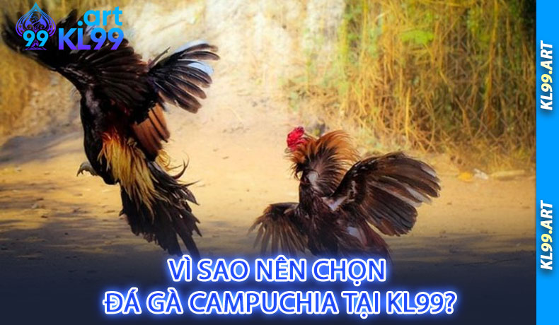vì sao nên chọn đá gà campuchia tại 9ki vì sao nên chọn đá gà campuchia tại 9ki